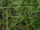 Eragrostis Pilosa Extract